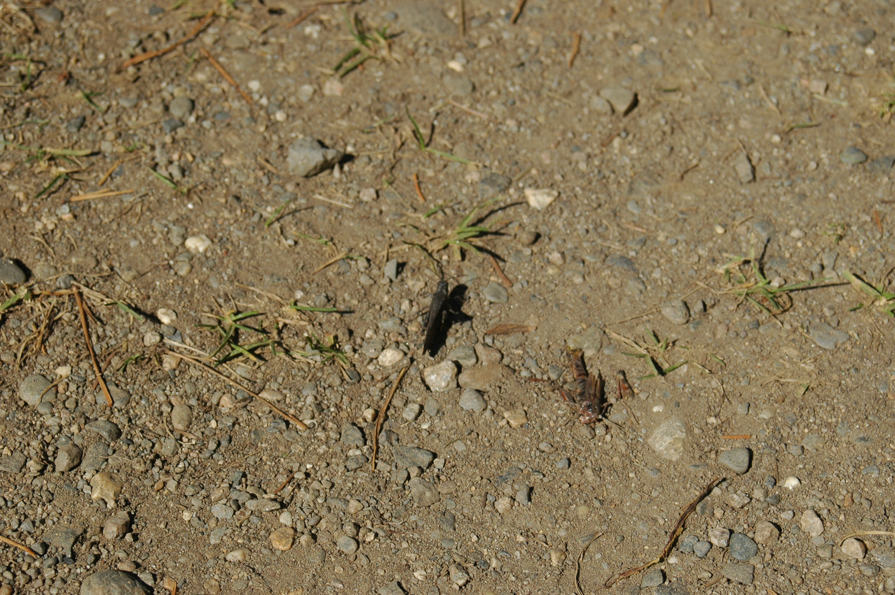 photos/wildlife/Invertebrate_Species/Canada/Canada 2007 392.jpg
